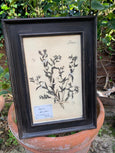#5838-RAGE - Framed Botanicals