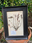 #5838-RAGE - Framed Botanicals